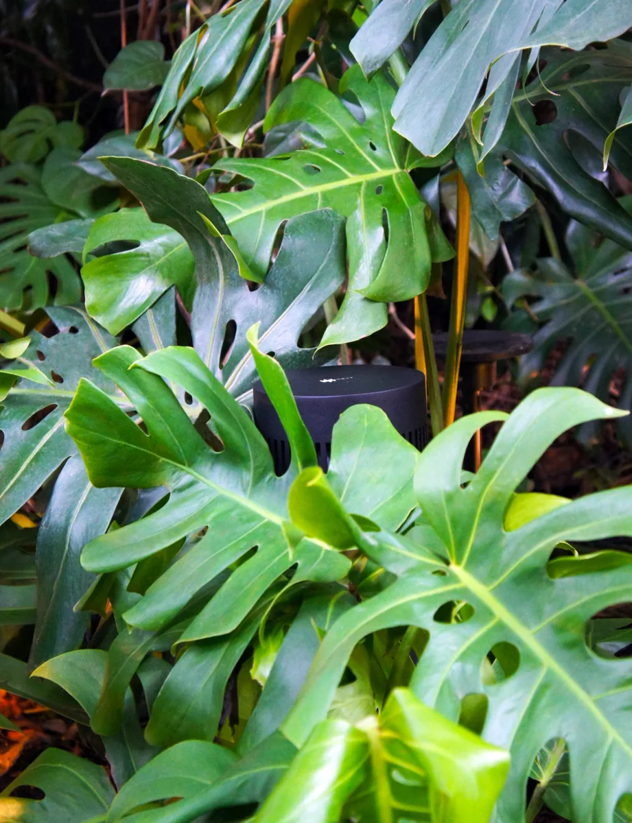 Mini Polly Spot satellite shown within a Backyard Essential garden installation